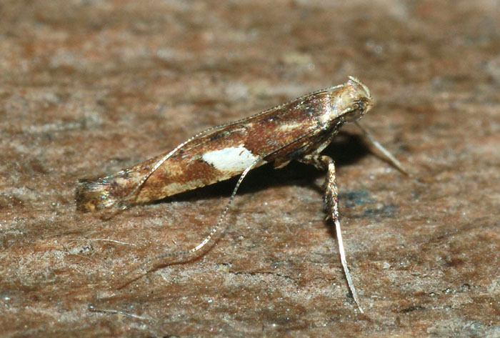 Gracillariidae  4